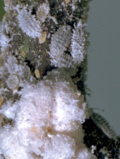 mealybug
